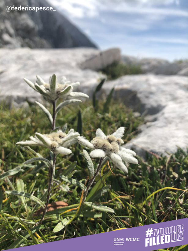 UNEP-WCMC tweet media