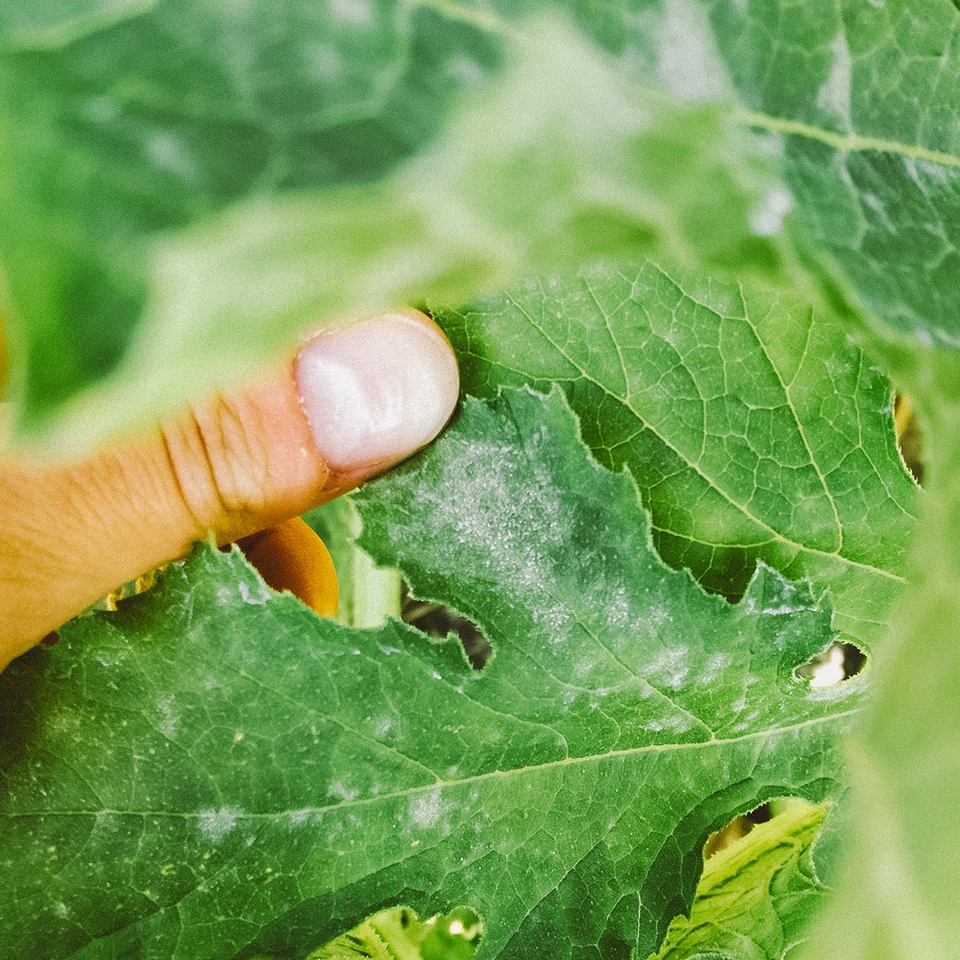 Powdery mildew in zucchini is one of the main fungi to consider in this crop. We've to remember that the best management for fungi that may appear in our crops is always preventive, it is always #actitudaltinco