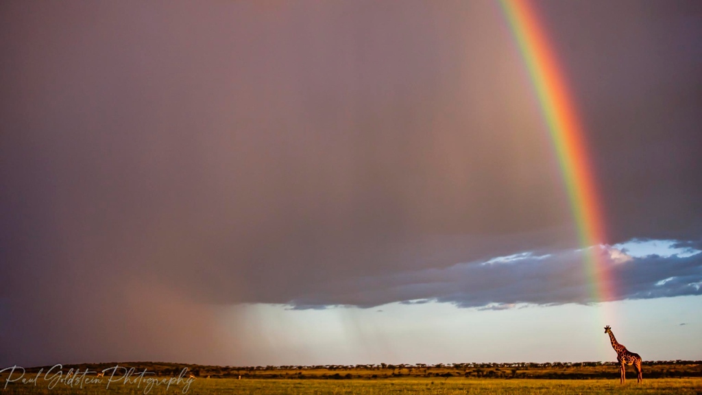 paulgoldstein59's tweet photo. #PGtip 📷 - @paulgoldstein59 - CROCK OF ….@KichecheCamps @OOCMara 
Polariser inverted (always for rainbows) and bingo. 
ISO500 100mm F2.8 200th Circular polariser
#giraffe #rainbow #wildaboutkicheche @MagicalKenya https://t.co/d72vA57KRF