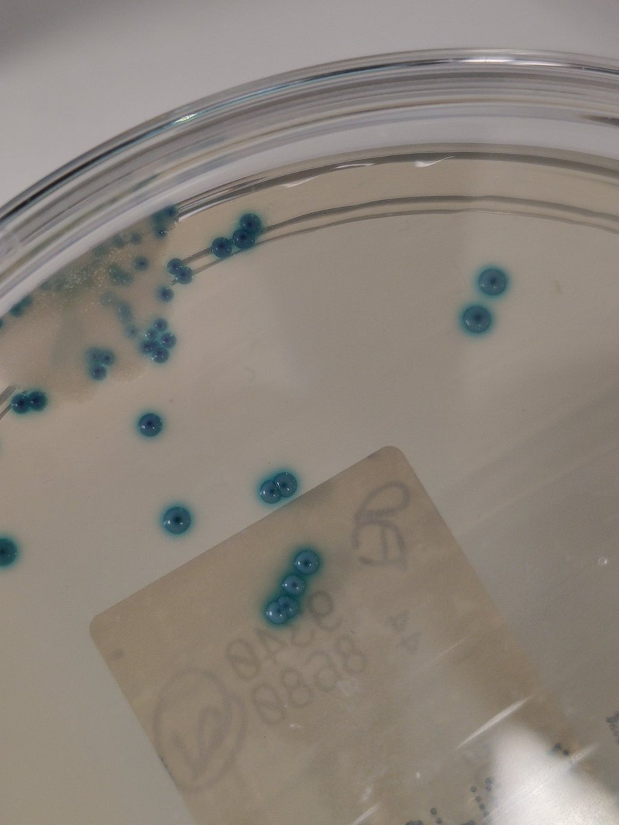 SuBioSam's tweet photo. Azuladas brillantes como piedras preciosas, ¿son ojos? ¿Donuts tal vez? No... Son unas preciosas colonias y vamos a finalizar esta semana con unas fotitos de ellas, aquí os las dejo. ¿Sabéis de qué bacteria se trata? Os leo por los lares microbiológicos 🦠👁 #microC2021 https://t.co/hFirBcNsOQ