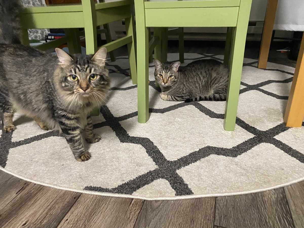 taradublinrocks's tweet photo. BREAKING: after nearly 3 weeks, I woke up to discover #DukeAndMax ignored the cheap litter box &amp; used the @Litter_Robot overnight! Like, significantly, shall we say. The struggle has been very real but I’m hoping we’ve turned the corner here with my two super poopers #CaturdayEve https://t.co/3KTjSVVSCi