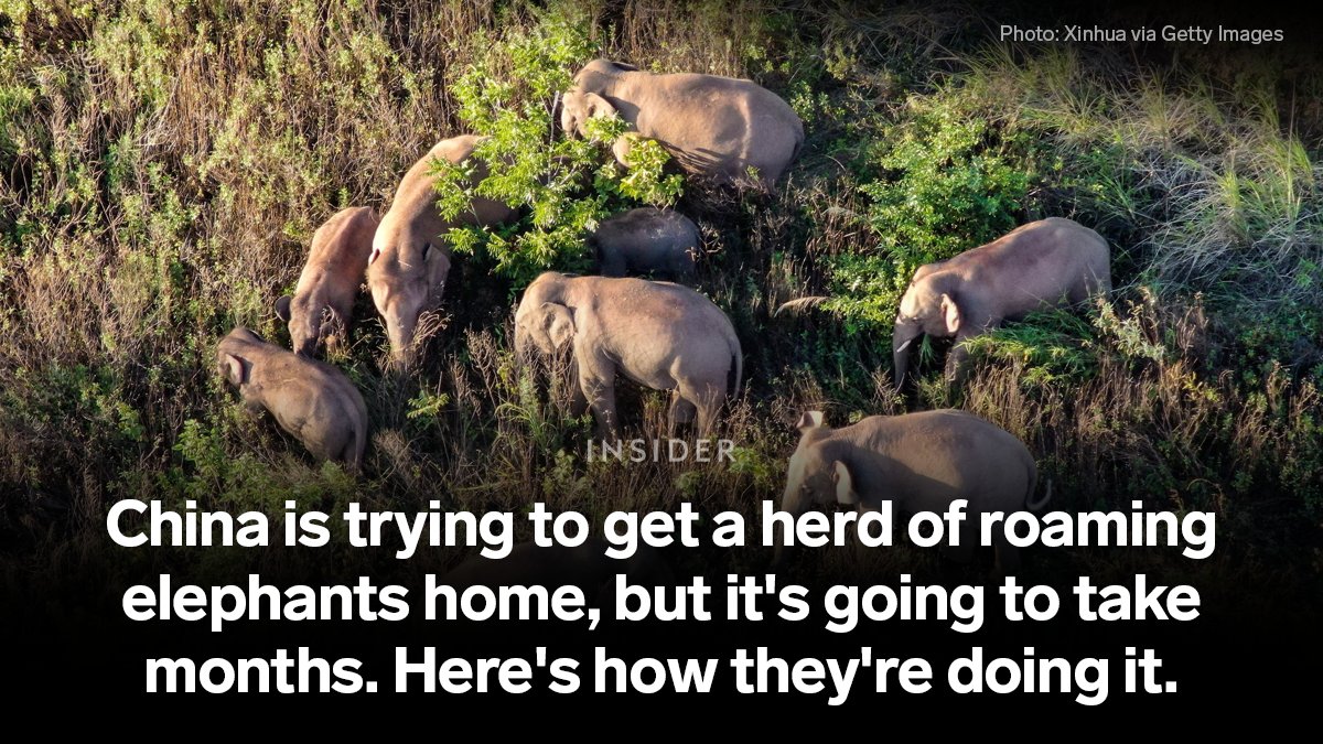 China is trying to get a herd of roaming elephants home, but it's going