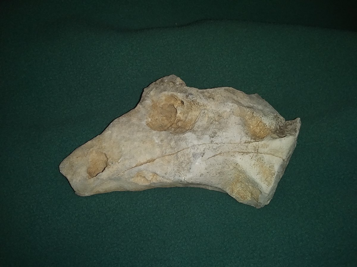 AWilcox616's tweet photo. I forgot to share the #dinosaur head I found while in New Mexico last month. Yes. It's a dinosaur head....rock. https://t.co/y0zKQoB02x