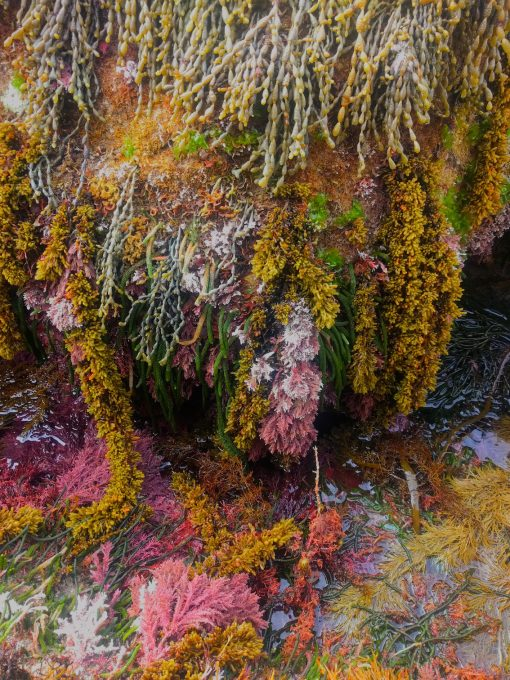 bps_algae's tweet photo. Happy #phycofriday everyone! 👩‍🔬

Treat yourself to a few minutes of algae heaven by voting for the best #algae photos here -> https://t.co/oy2uc7T7Nn https://t.co/BxiEynHZiB
