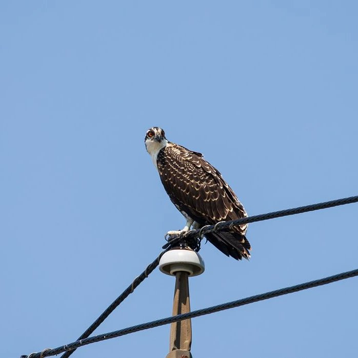freshkillspark's tweet photo. Happy #FledglingFriday! We are excited to have 13 juvenile Osprey ready to fledge this season.
#dyk juveniles have bright red iris, which gradually turn yellow?
Tap the link to learn more about the Osprey at the Park 📷: @ShanimalNstinct
#birdtwitter
https://t.co/CdY3Msmiwq https://t.co/7ghwwmKY02