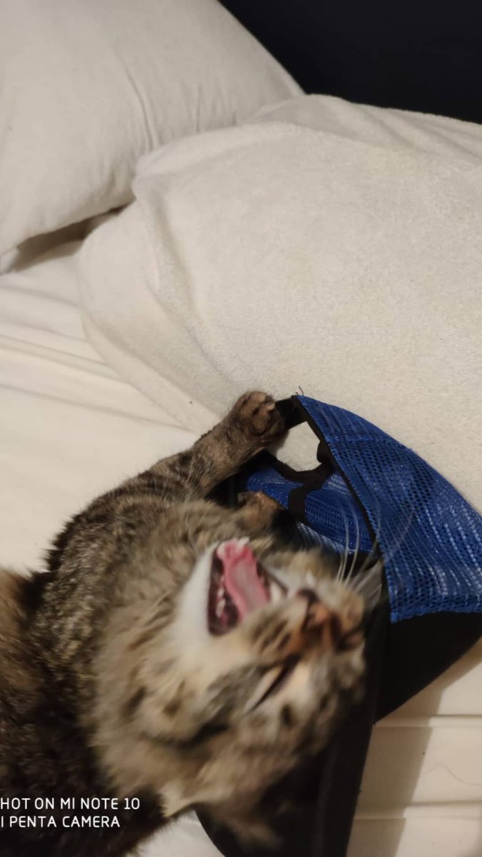 CrossingAmazon's tweet photo. Michi truco 😼 https://t.co/UVDuOyckM0
