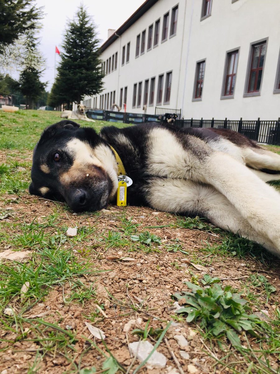 🆘KARAM ÇOK ZOR DURUMDA. ÇOK ACİL ANKARA'DA BAHÇELİ BİR EVDE GEÇİCİ\KALICI YUVA ARANIYOR!!

Karam bizim kanser tedavisi görecek olan üç bacaklı kızımız. Yakın zamanda kemoterapi süreci başlayacak ancak ona acil olarak bahçeli yuva bulmak zorundayız.
İletişim:<a href="/gazininpatileri/">Gazi'nin Patileri</a>
+++
