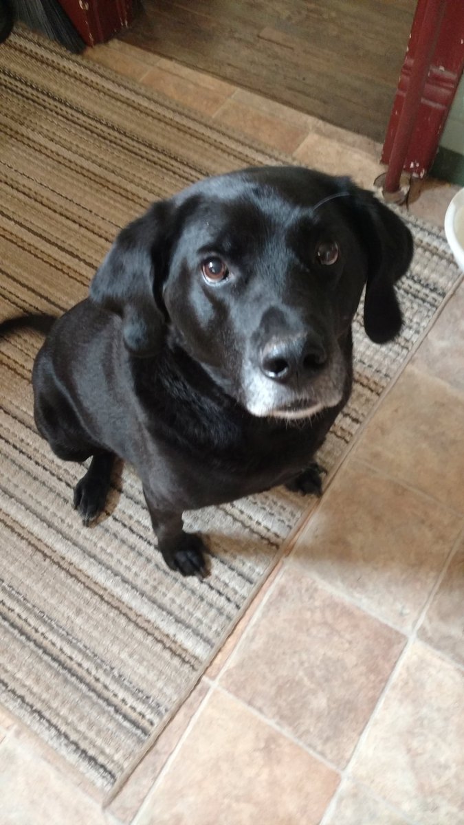 OopsieTessie 🇺🇲 🐈🐾😜 tweet media