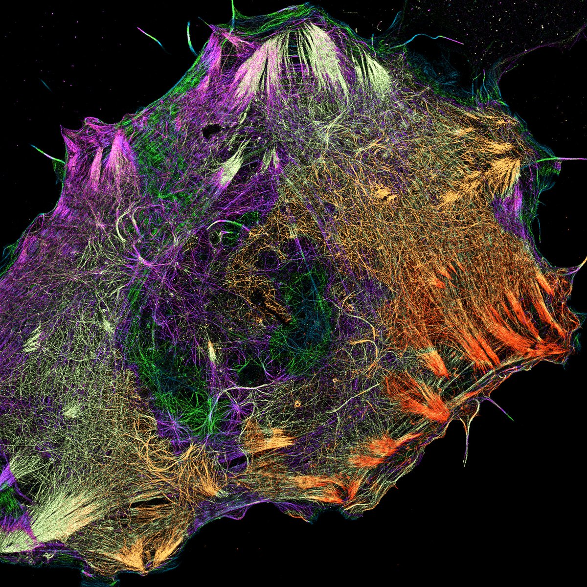 What a Messwork !! #Actin #ExM #Confocal  #microscopyFriday in @CentrioleLab