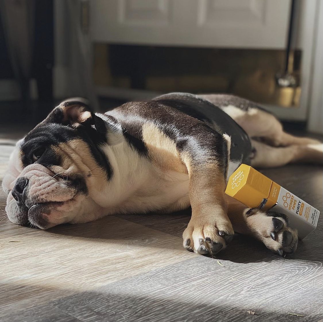 Rootsourcecbd's tweet image. 📢 WEEKEND SALE!

Shop online or in-store this weekend for 30% any @honestpaws products!

📸: Bronson with Honest Paws Purity Oil Level 2 (for pups 25-50lbs)

#cbd #cbdwellness #rscbd #rootsourcecbd #cbdforpets #weekendsale #sale #nova