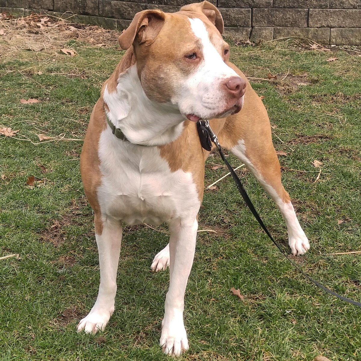 AnthonyRothman's tweet photo. The legend who became the logo. From death row to our adoptable hero. Jesse you impacted lives &amp; will forever inspire more to adopt, volunteer, and advocate for all animals in need. #RIPJesse #Legacy #HockeyAndHounds https://t.co/ERdIC8V6Rz