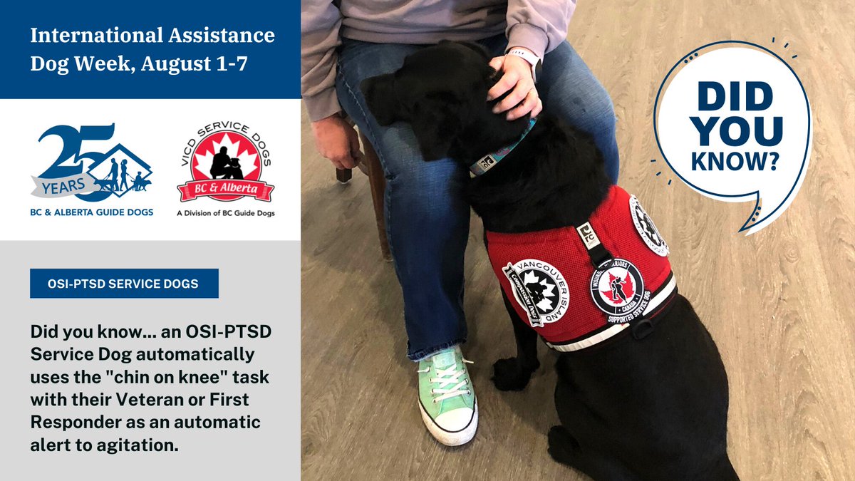 bcguidedogs's tweet photo. Did you know... a #PTSDServiceDog automatically uses the "chin on knee" task with their Veteran or First Responder as an automatic alert to agitation

For #InternationalAssistanceDogWeek, we honour hardworking Guide and Service Dogs at @bcguidedogs @ABGuideDogs #VICDServiceDogs https://t.co/t1d7d8PYeX