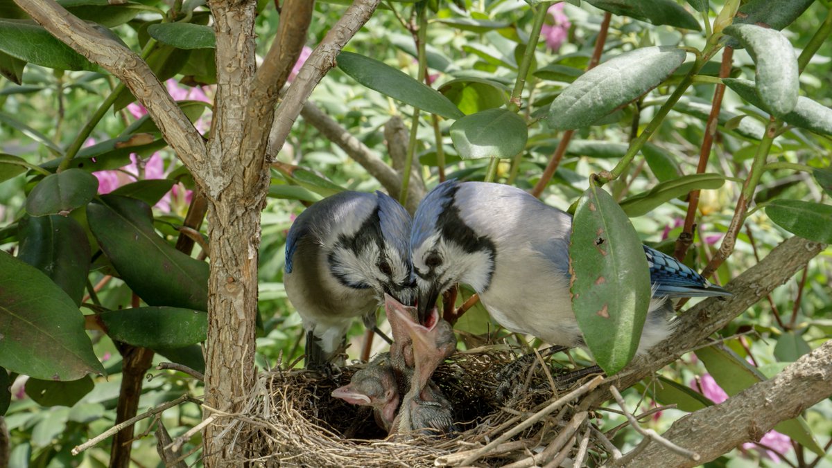 CincyMuseum's tweet photo. Having skipped breakfast (whoops), brunch sounds really good right about now. Though not necessarily out of anyone else's mouth.

#BackyardWilderness is in its FINAL DAYS at the #OMNIMAXTheater as it closes on August 16! Catch it Thursday – Monday at 11:30 a.m. before it leaves! https://t.co/8YJzjI8vHz