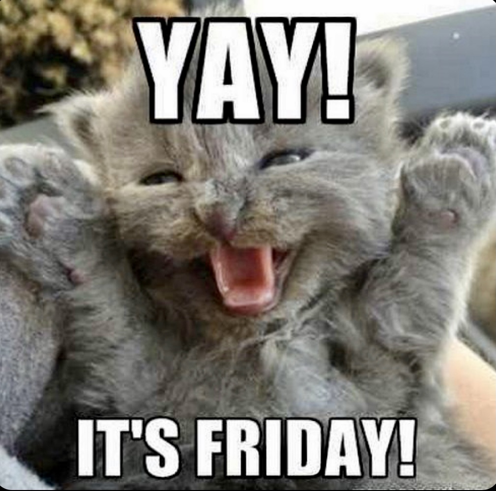 BertsBoxCo's tweet photo. IT’S FRIDAY!!!  Sooo here’s a cute kitten 😻😻😻

DM for credit

#friday #cat #kitten #bertsboxco #catsofinstagram https://t.co/RbLCo8dKMD