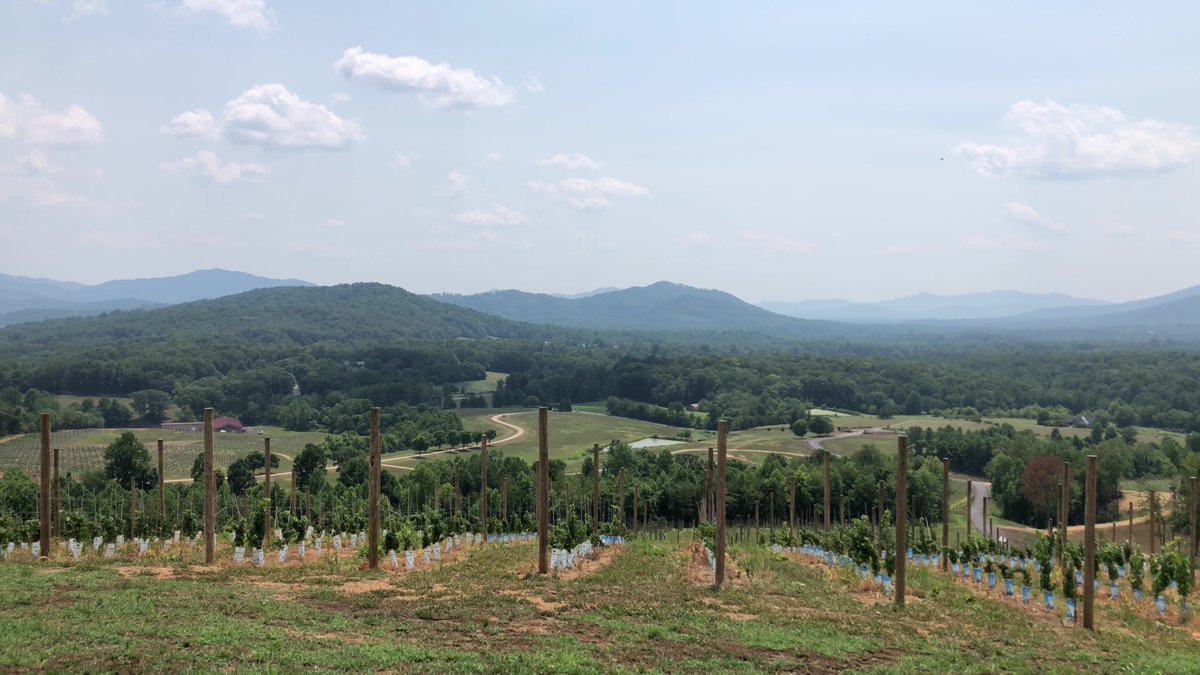 CRidgeFilms's tweet image. I don&apos;t just make cemetery videos. Here&apos;s the very scenic Hazy Mountain Vineyards &amp;amp; Brewery in Afton, VA
youtu.be/l9AS6HjjwcE