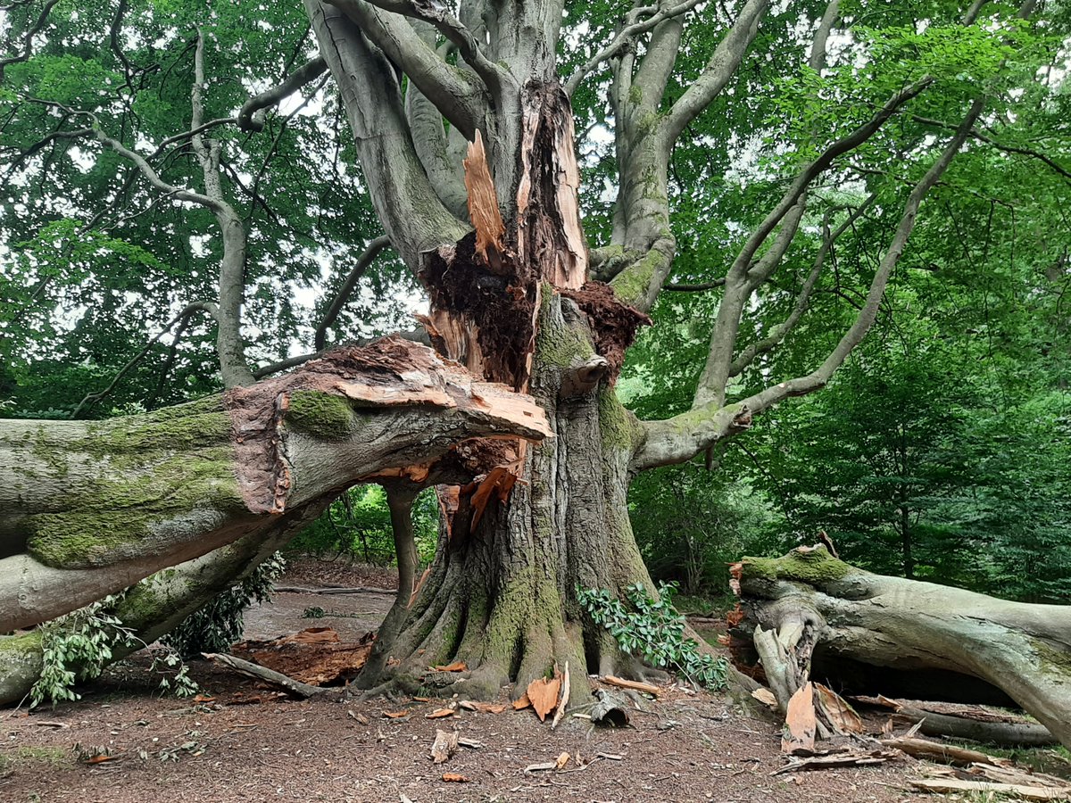 zeitneid's tweet photo. Die riesige Silkebuche in der #Schorfheide ist etwa 300 Jahre alt. Nun ist die Krone zerbrochen. Zum Vergleich ein Bild aus dem Jahr 2004. https://t.co/7g8jaGXjNP