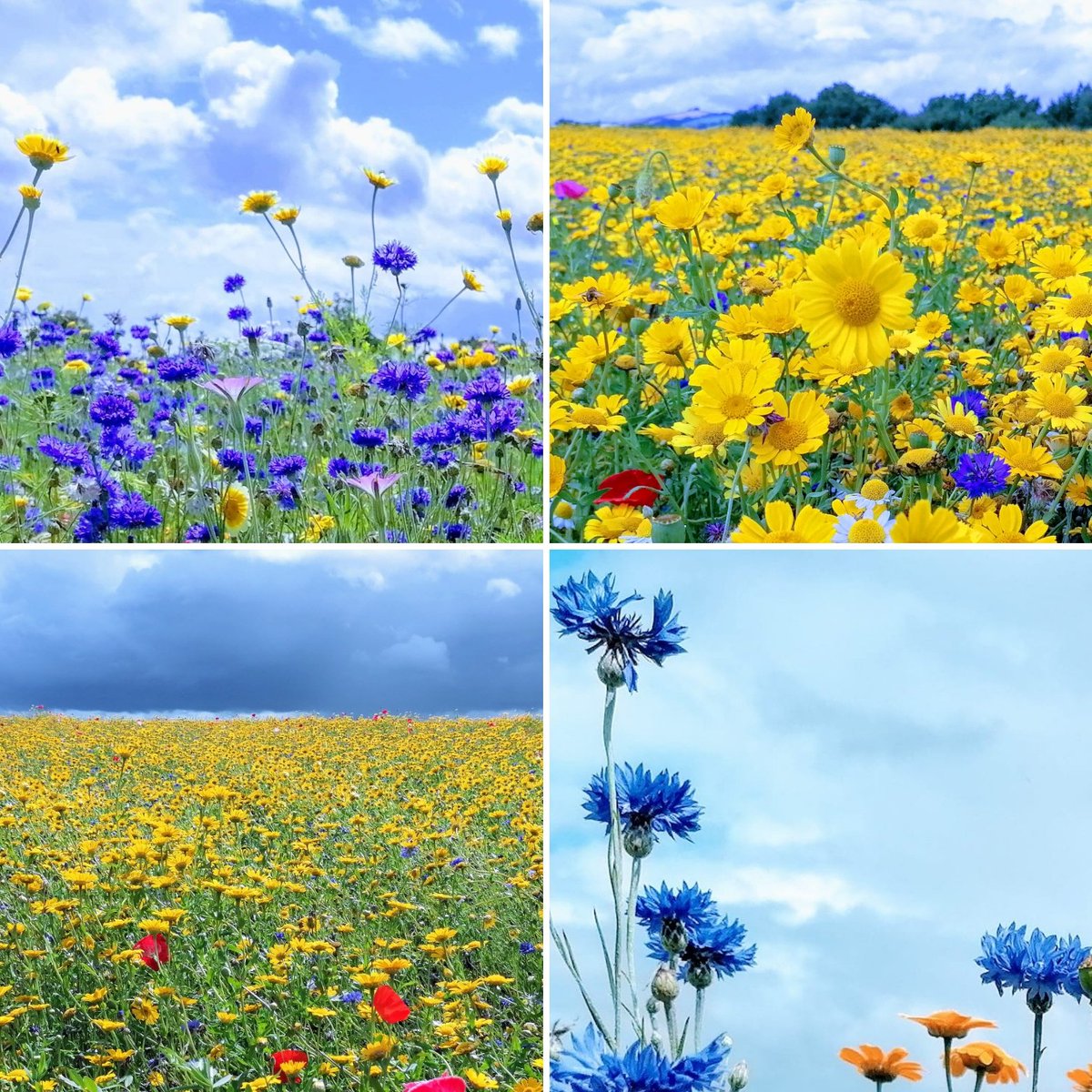 miss_g_uest's tweet image. 💙🌸🐝🦋🌻💛