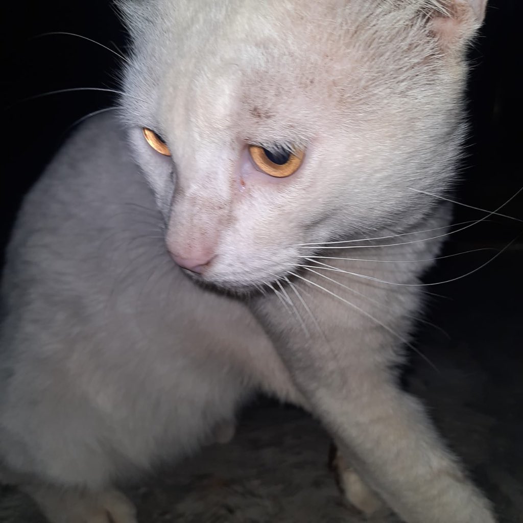 alvionitaauliak's tweet photo. Jd aku udh sering temuin kucing ini dideket rumah tbtb wkt itu kakinya berdarah udh ku obatin jg cm dia abis itu pergi. Trs td ketemu lg pas lg street feeding niatnya mau sekaligus liat keadaanya. Ternyata pas diliat lagi dia makin parah jlannya udh kesakitan https://t.co/BOyErNdquv
