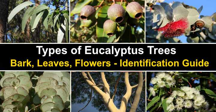 HHMU_Banksia's tweet photo. #RememberThese...
#Get2KnowYourTREES
#OneGreatFamilyTREE
#AllEmbracedByOneCanopy
#TheTreeOfLife
#Get2KnowElm
#MoreTreesPlease
#IDWP-#IDeclareWorldPeace
@Zoompad @mikecoulson48 @DuncanHarkis https://t.co/IHGIJtZUkV