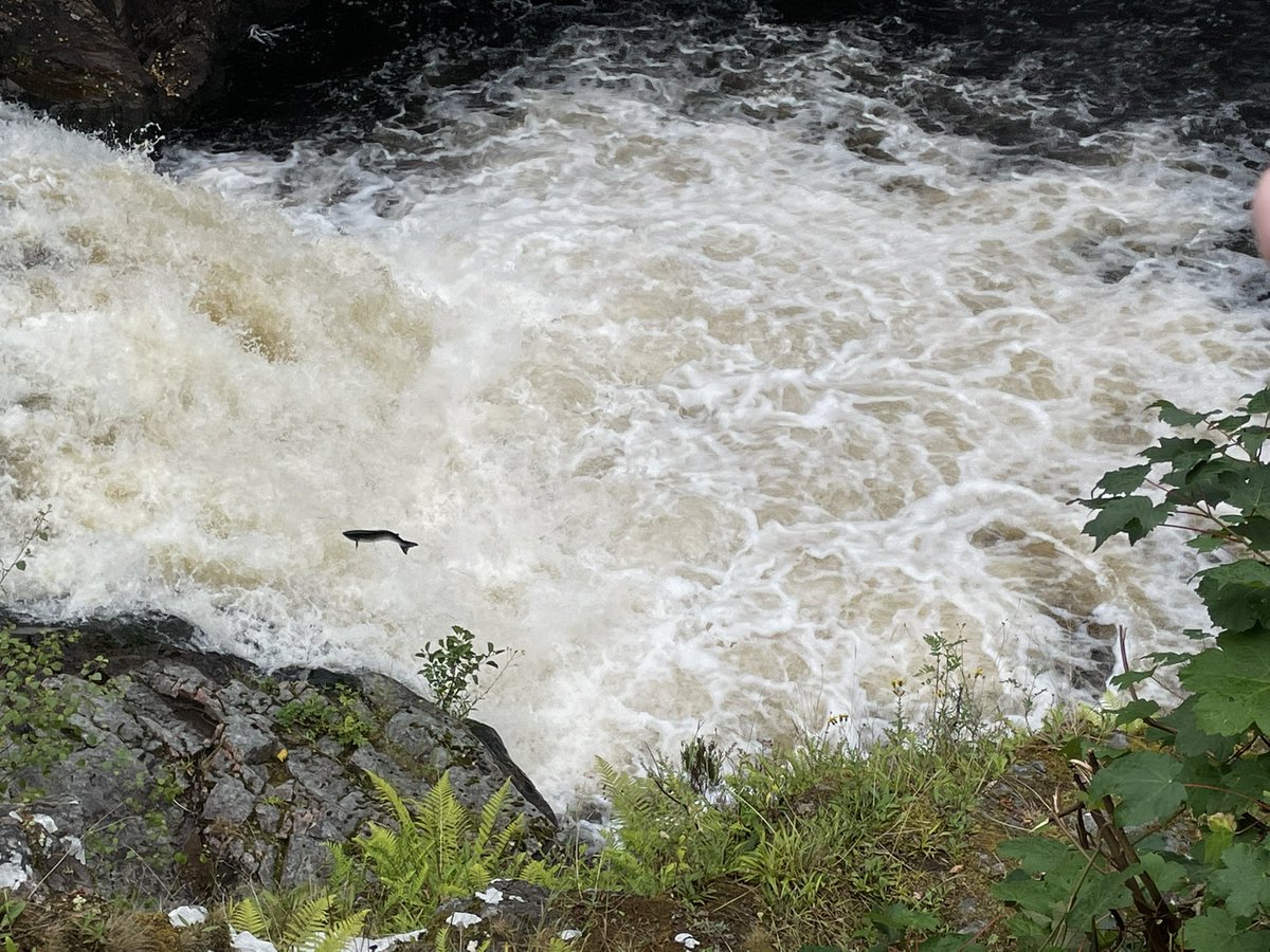AltheBear3's tweet image. Saw salmon leaping today at the Falls of Shin. Looked like hard work - rather them than me! @ForestryLS #fallsofshin @VisitScotland #salmon #visitscotland