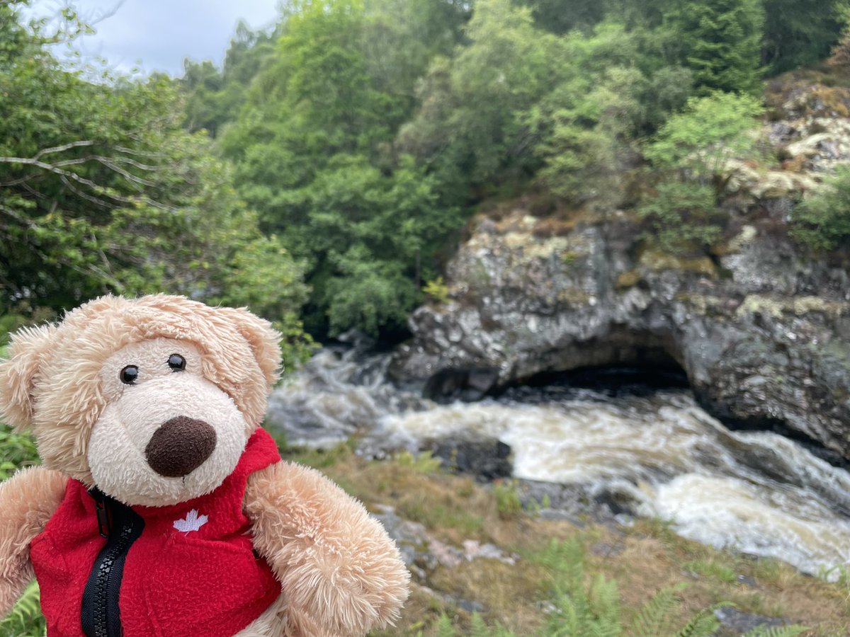 AltheBear3's tweet image. Saw salmon leaping today at the Falls of Shin. Looked like hard work - rather them than me! @ForestryLS #fallsofshin @VisitScotland #salmon #visitscotland