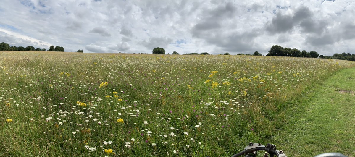 Our first ever lot of ducklings at the golf course <a href="/ClubGoring/">Goring & Streatley GC greenkeepers</a> are getting on well, and the wild flower meadows are looking great #bees #wildlife