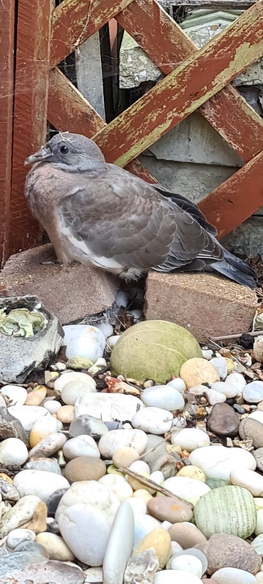 Karen Horn (@karen81735156) on Twitter photo Hydrating a young pigeon in my garden with #mydiamondbottle that couldn't quite fly yet. #CromerCClub #DiamondResorts <a href="/wearewater/">We Are Water Foundation</a> Hydrating a young pigeon in my garden with #mydiamondbottle that couldn't quite fly yet. #CromerCClub #DiamondResorts <a href="/wearewater/">We Are Water Foundation</a>