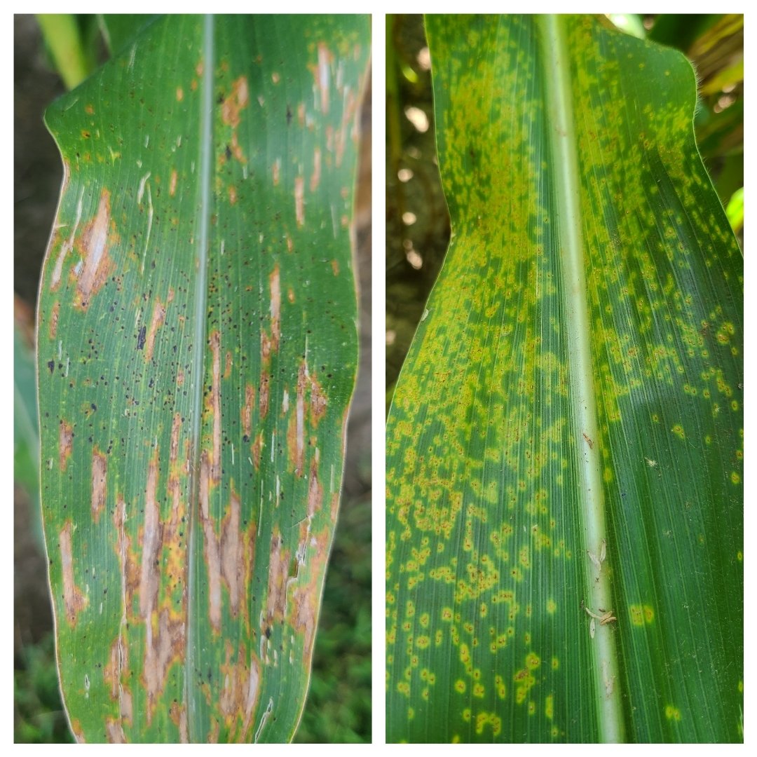 TomSinnott14's tweet photo. #corncovid Been walking a lot of fields &amp; plots this week.  If you have fields without a fungicide application, you should probably do some scouting!  Plenty of quality treatments available for holding back Tar Spot and Southern Rust available.  Protect your investment &amp; income. https://t.co/ZbHNTs0pB6