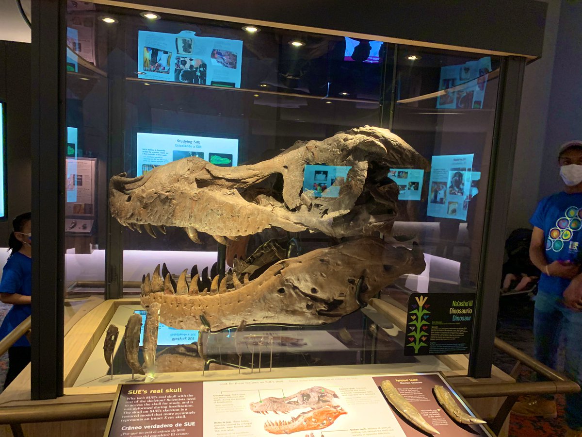MissBlinderman's tweet photo. Just hanging out with my girl @SUEtheTrex!!! I can’t wait to show my future students the awesome pictures I took at @FieldMuseum 🦴🦖🔎 #imbackTwitter #fossilfinds #curriculumconnections https://t.co/oPp3zKLCu8