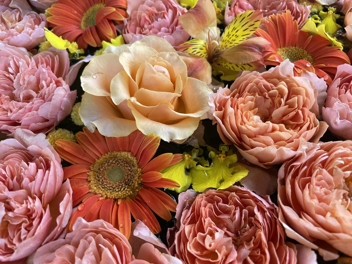 石田花店 野見神社様の花手水です 今回のテーマは みんなに金メダル 東京オリンピック応援花手水第三弾 ガーベラ 花言葉 希望 前進 石田花店 Tel 高槻 高槻市 茨木 枚方 高槻花屋 高槻市営葬儀 野見神社 花手水 東京