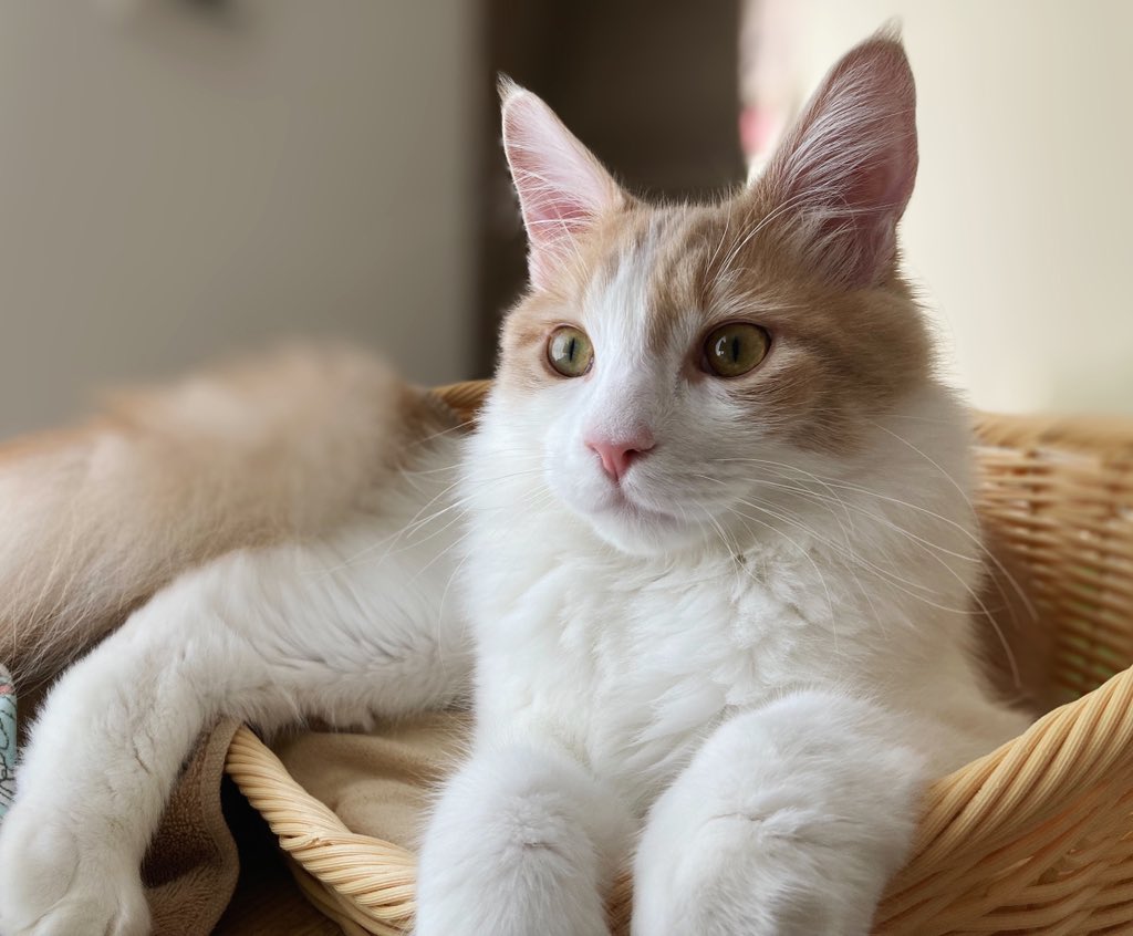 メインクーンのモコ Mainecoon Moco Twitter