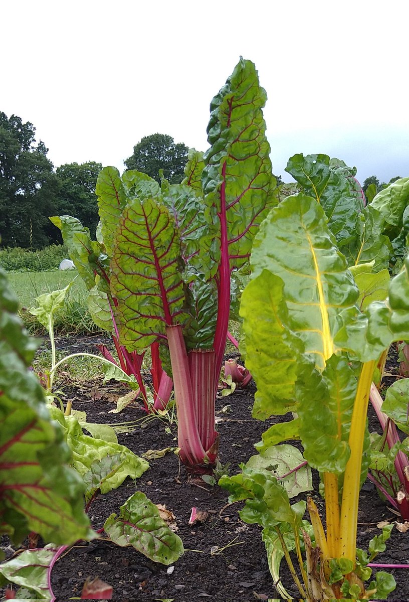 DunkeldField's tweet photo. 0800-1000 Saturday, come up and harvest @DunkeldField 
Followed by our regular work day 1000-1200, where there is always something to give a hand with. https://t.co/aDEteROJvR