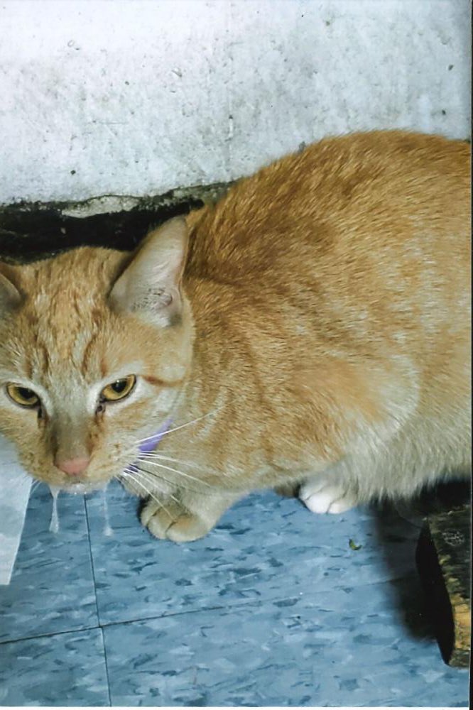 KeithOlbermann's tweet photo. NYC AREA MISSING CAT ALERT: Simba is lost in Union City, NJ. She was last seen near 6th and New York Avenue. If you’ve seen or found her please go here https://t.co/H4FX0e81v0 and/or call 877-818-0060 - and PLEASE RT SIMBA! https://t.co/EIdQ9mBxxz