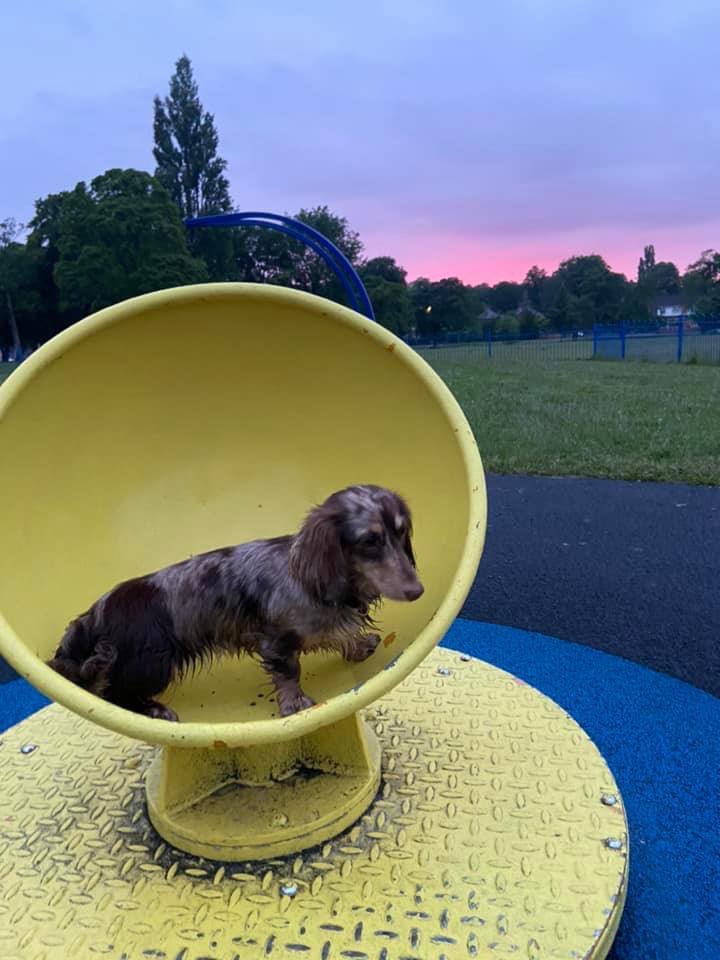 rosiedoc666's tweet photo. COOIED
3 of our family pets were #stolen 6/8/21 Can you pls RT and get them back we are heartbroken right now. Our Betty is the #Britishbulldog and 2 miniature #dachshunds little penny and Nora

https://t.co/4BxPfka5Da

St. Helens area

@bs2510 @pettheftaware @HunnyJax @gelert01 https://t.co/kk6UVHDHpA