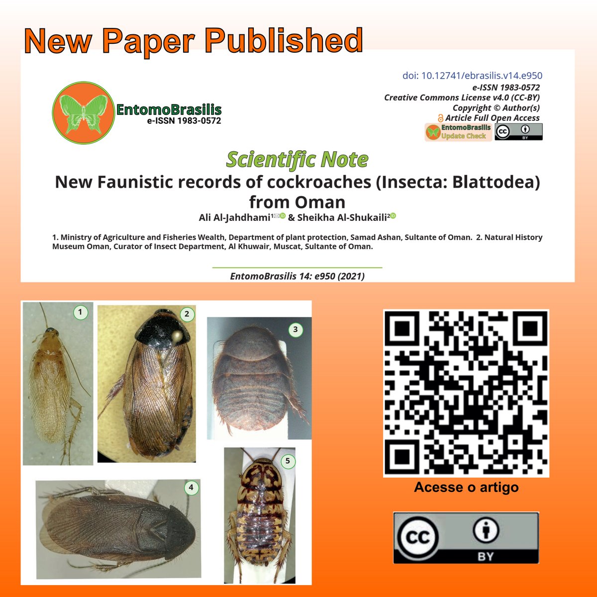 entomobrasilis's tweet photo. New article published in Scientific Note's Section
New faunistic records of cockroaches (Insecta: Blattodea) from Oman
doi: https://t.co/TvlxBKPjry
#Blattella #Heterogamisca #Neostylopyga #Pycnoscelus #Tivia #brazil #entomobrasilis #entomology #insect https://t.co/iZayPCAk4H