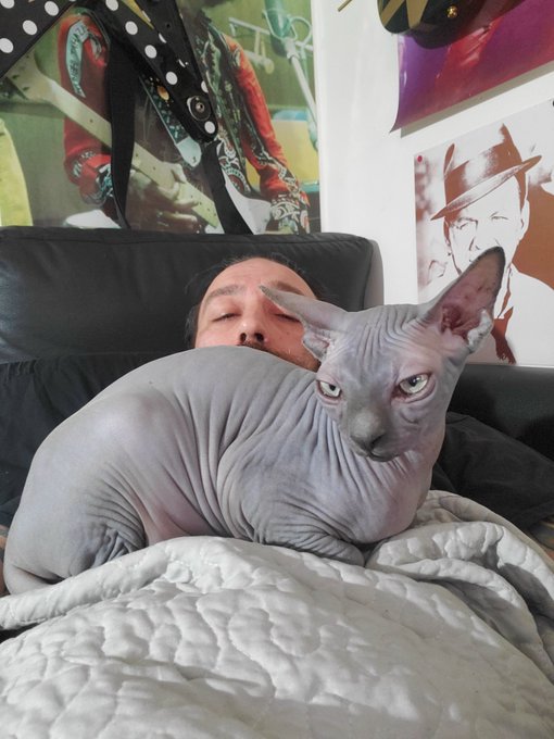 Oh, you're trying to watch TV.  Let me sit directly in front of your face. https://t.co/pzRRg2QXSA<a href="/tag/twtich"class="tags"><span>#twtich</span></a>