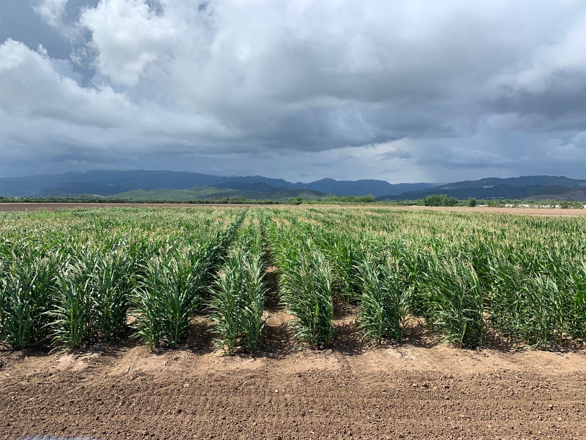 Summer corn and millet at Illinois Crop-Puerto Rico. We are a continuous nursery and seed production provider that can gain more generations per year than temperate locations alone. #puertorico #illinoiscrop