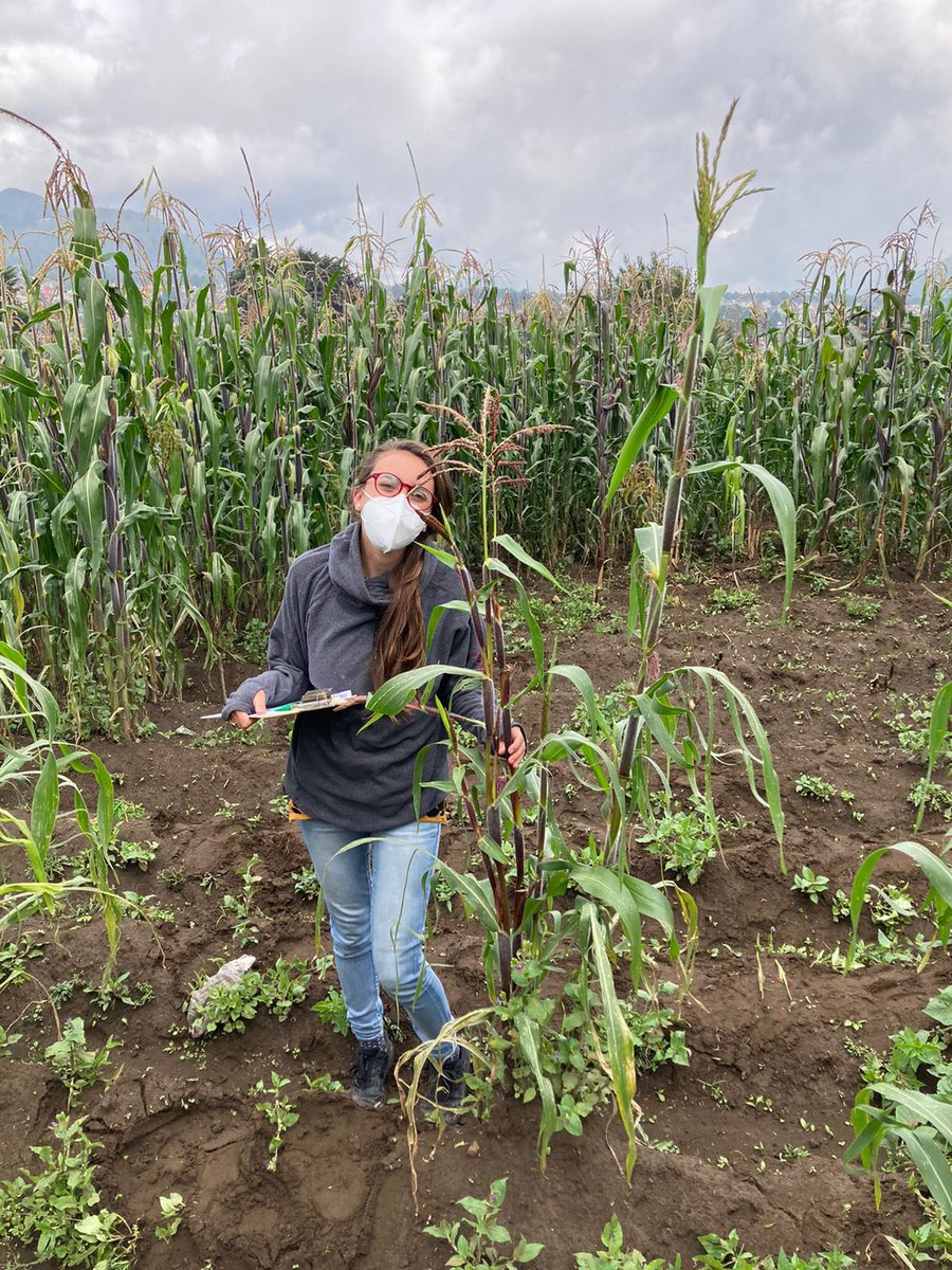 _SemillasdeVida's tweet photo. ¡El origen del maíz! ; su pariente silvestre teocintle en la parcela de Armando Ávila, Magdalena Petlacalco! En un proyecto de valorización de los maíces criollos implementado por @Jualicra y Luis Alberto Bernal, en apoyo de la @TlalpanAl  y GEF @Conabio 🇲🇽🌽 https://t.co/lFMeSaiVMK