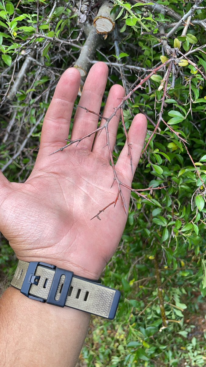 MKantz55's tweet image. I will never understand why people get bushes (other than roses) that are literally all thorns