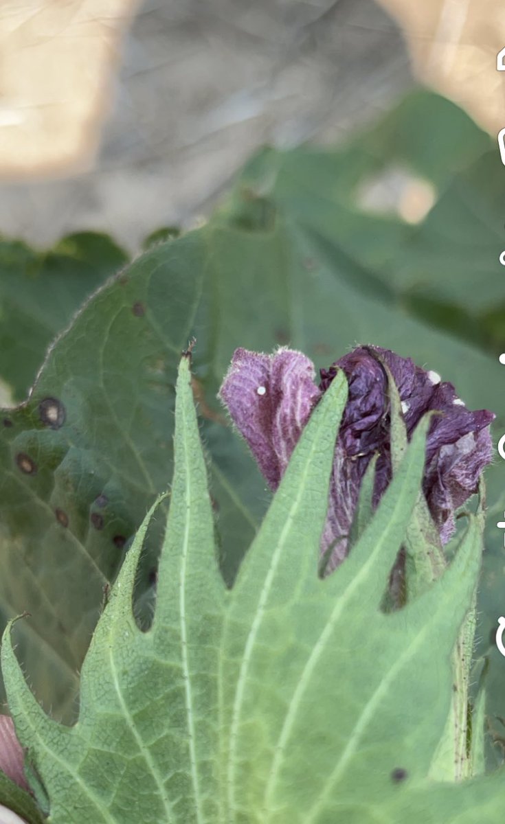 ccmac_OSU's tweet image. #bollworm21 #vantacor #elevest