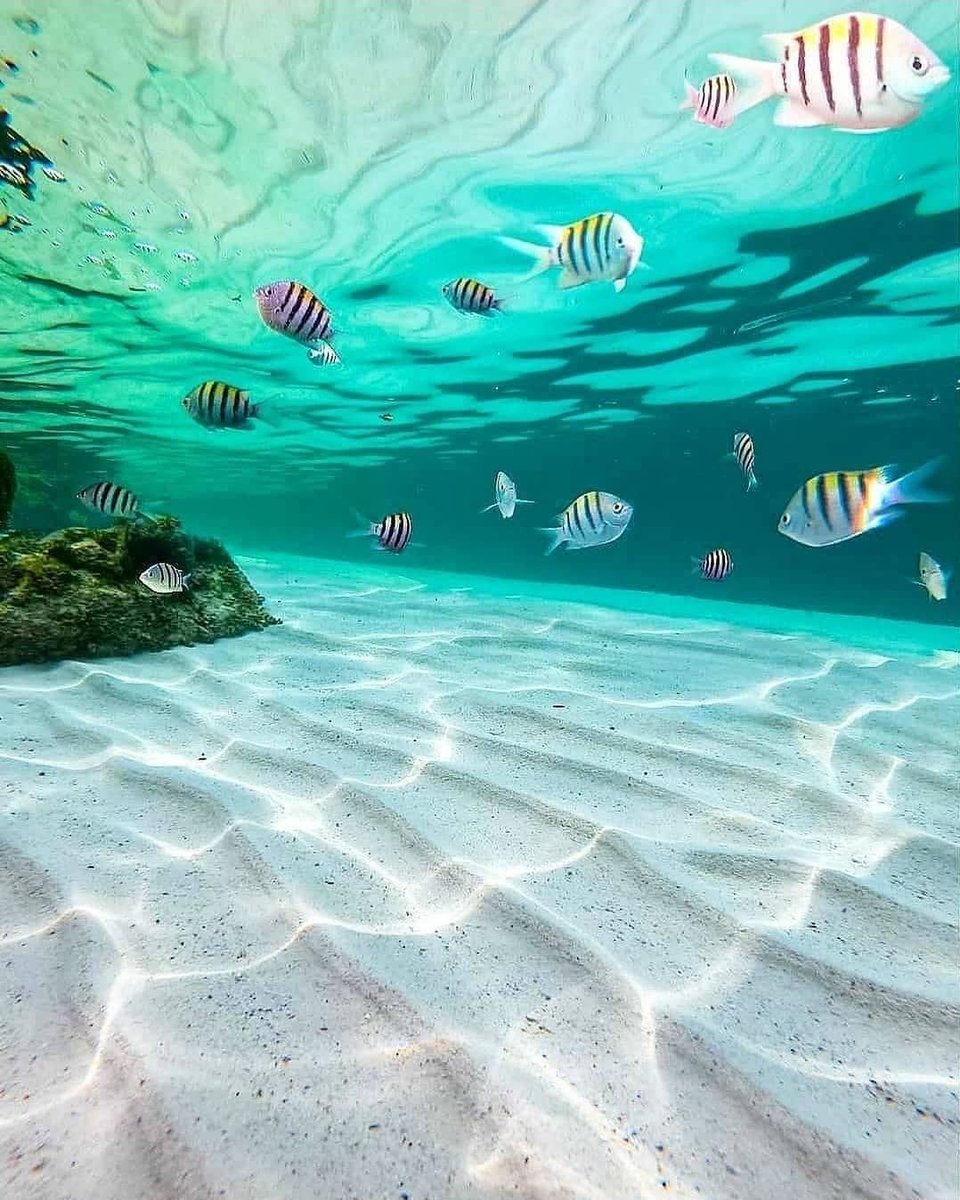 evrenseImerak's tweet photo. 🌊 Suyun berraklığı ve Bahamalar... https://t.co/4IrrG6V1sM