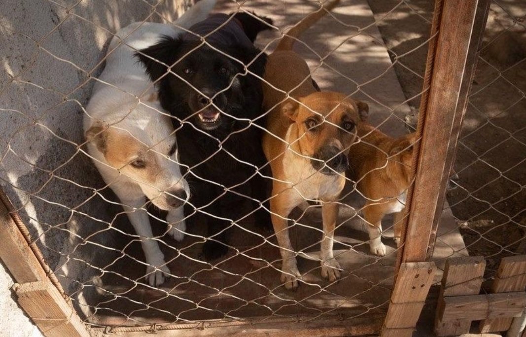refugiorousi's tweet photo. Ella es rousi junto a algunos de nuestros amigos de 4 patas 🐾🐾❤ https://t.co/n8BYKv0J7y