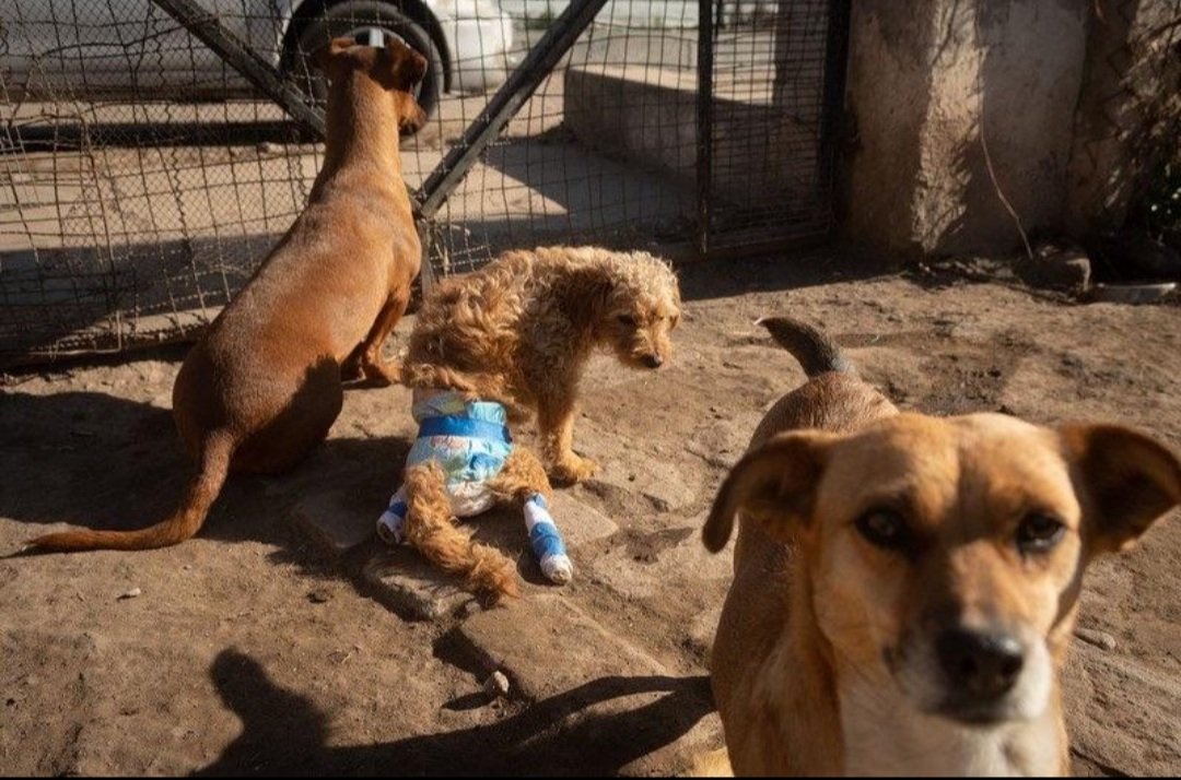 refugiorousi's tweet photo. Ella es rousi junto a algunos de nuestros amigos de 4 patas 🐾🐾❤ https://t.co/n8BYKv0J7y