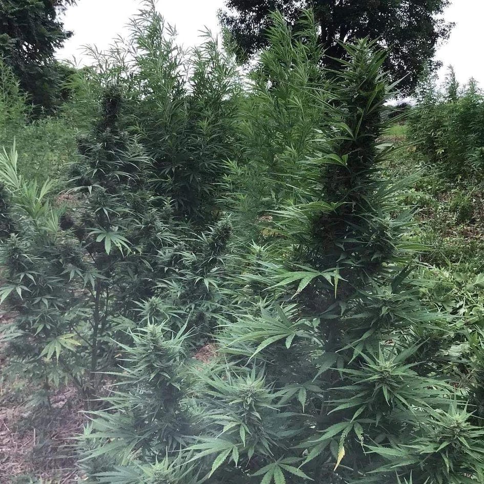 WulfHemp's tweet photo. PineWulf CBD hemp growing in NorthCarolina on @jahworksfarm Dedication &amp; hard work has gone into years of breeding regionally resistant  varieties that can w/stand heat &amp; humidity. Reposted by @nldegorter
Pinewulf on hilltop (some 8 ft tall) Bred w/ wulf genetics from @wulfhemp. https://t.co/JWNFwRUOZz