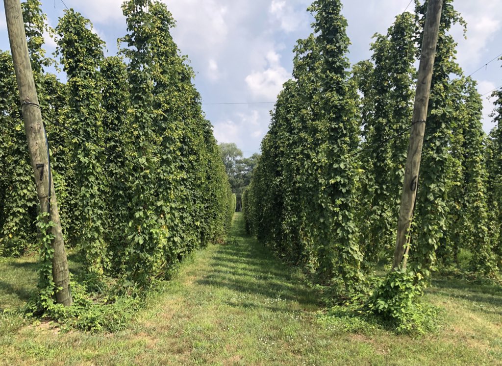 Happy #InternationalBeerDay! To have beer, first you need hops. Follow MSU researcher and assistant professor of small fruit and hop pathology <a href="/Tmiles_MSU/">Timothy Miles</a> for information on hop harvesting.