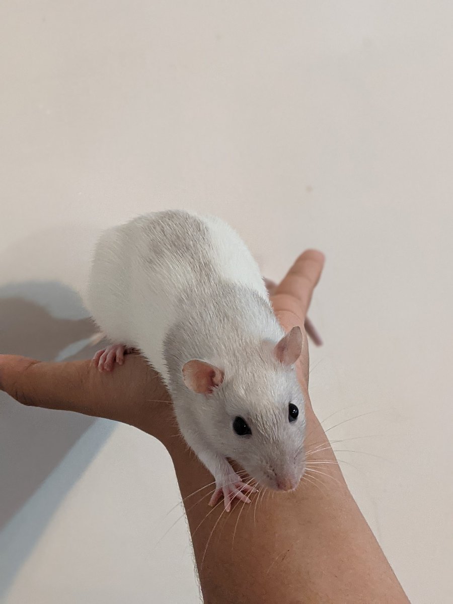 Angel's colours have fully come through and i could CRY over how beautiful she is.

#rats #petrats #cute #ratsoftwitter