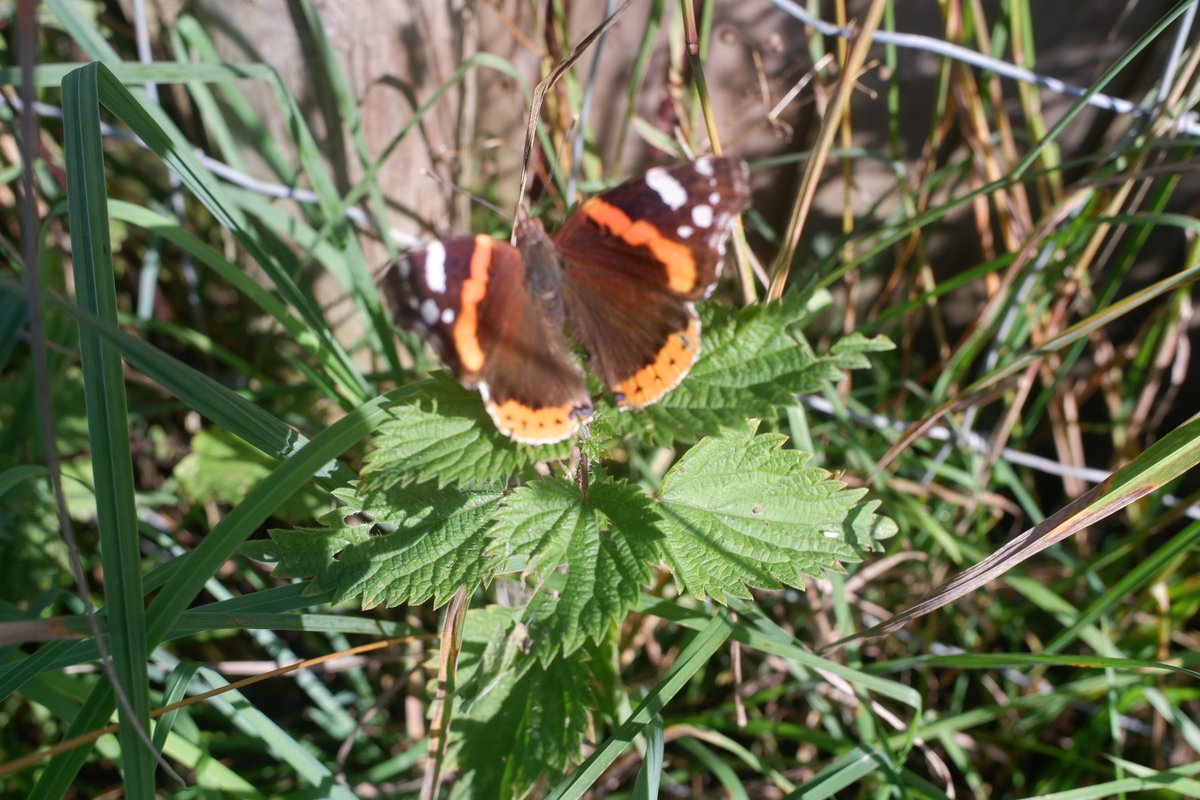 Trumpton_camra's tweet photo. 📷 🦋 #Flutterbye https://t.co/th6jncrlCZ