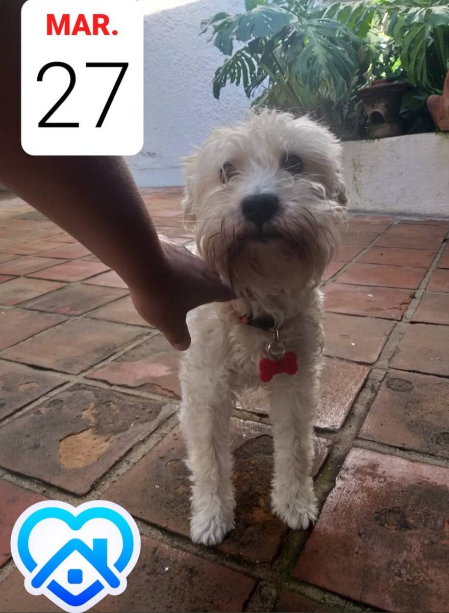 El Bebo...🐶🐕💯👌😃