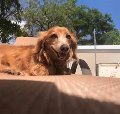 CoyeLawFirm's tweet photo. Check out a few of our team’s favorite pet pictures! https://t.co/JAWKDtY6Gm