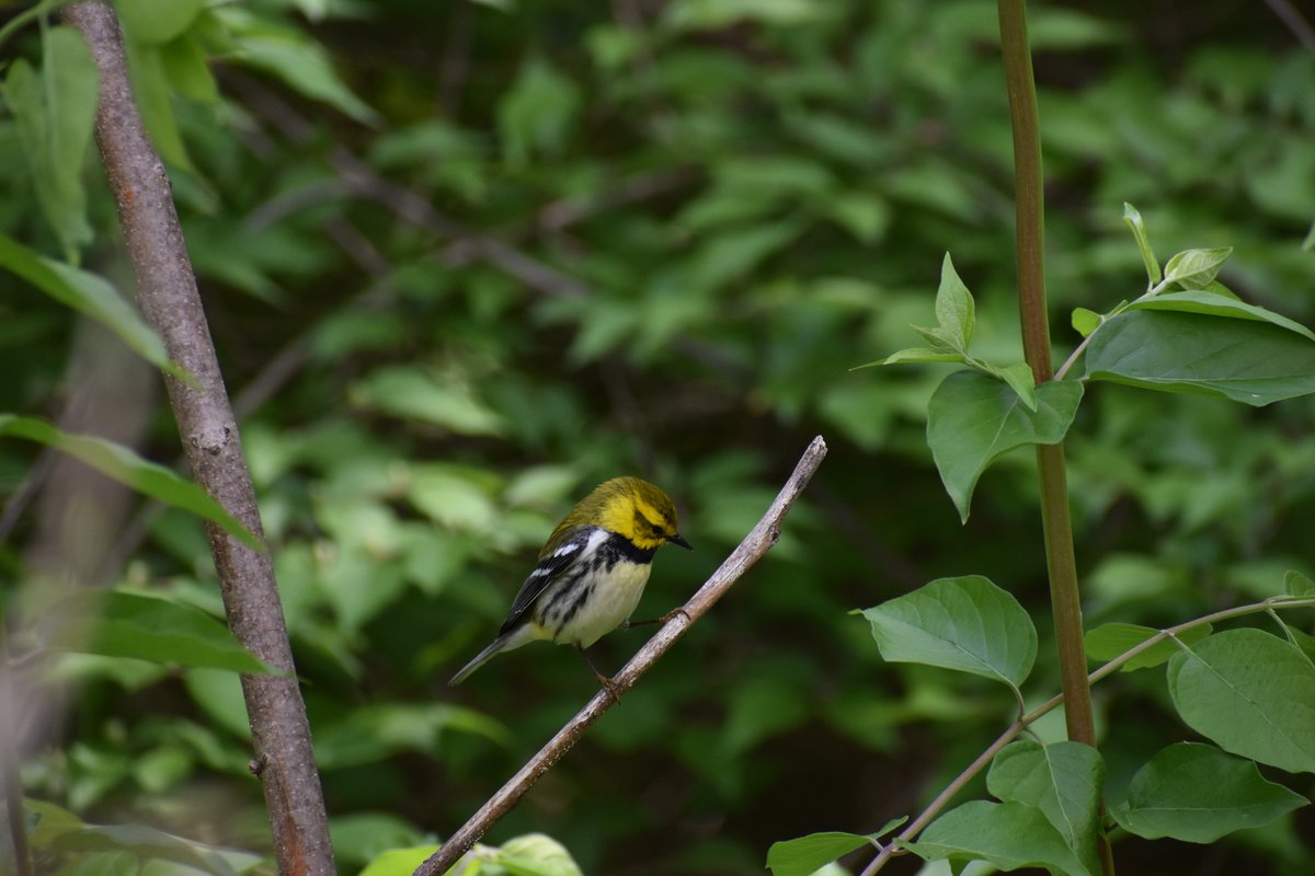 SummitSWCD's tweet photo. Can you name this bird? ๐ฆ
Many bird watchers know its distinctive and persistent song, sometimes transcribed as 'trees trees I love trees'.
*Join the fun and write your guess in the comments below. I will like ๐ your comment if you get it right.
#sswcd #ohio #birds https://t.co/67Bw04007Y